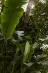 繁茂绿植