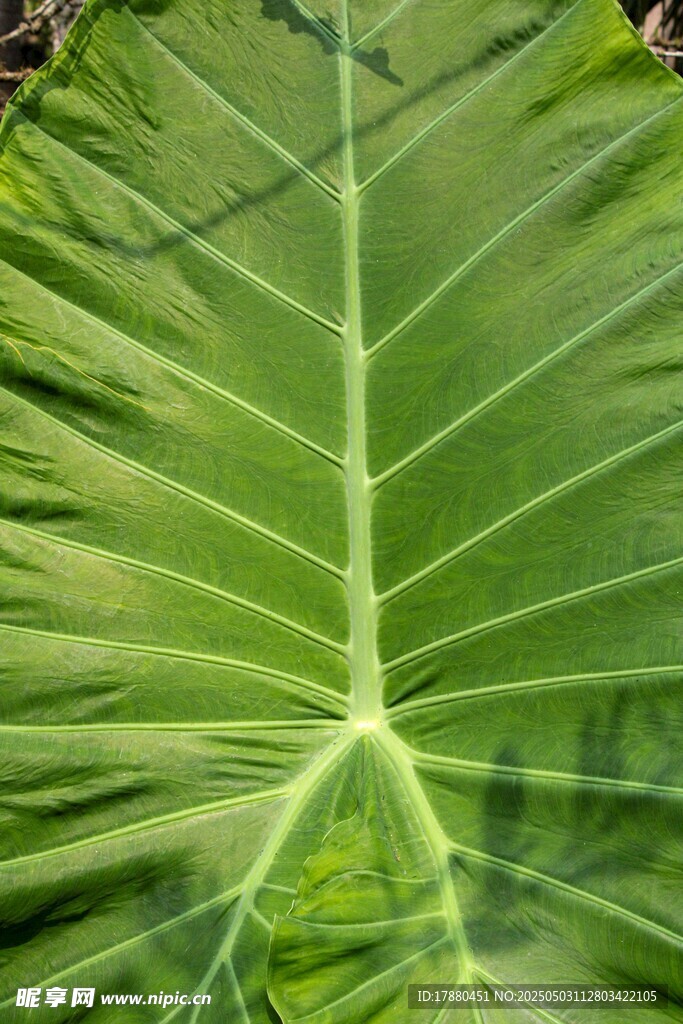 植物叶片