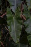 植物叶片