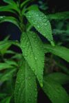 植物叶片
