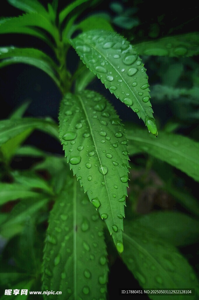 植物叶片