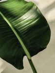 芭蕉叶