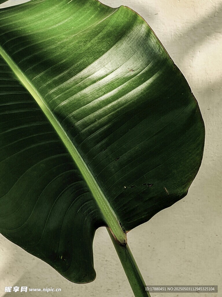 芭蕉叶