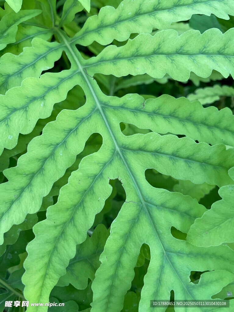 蕨类
