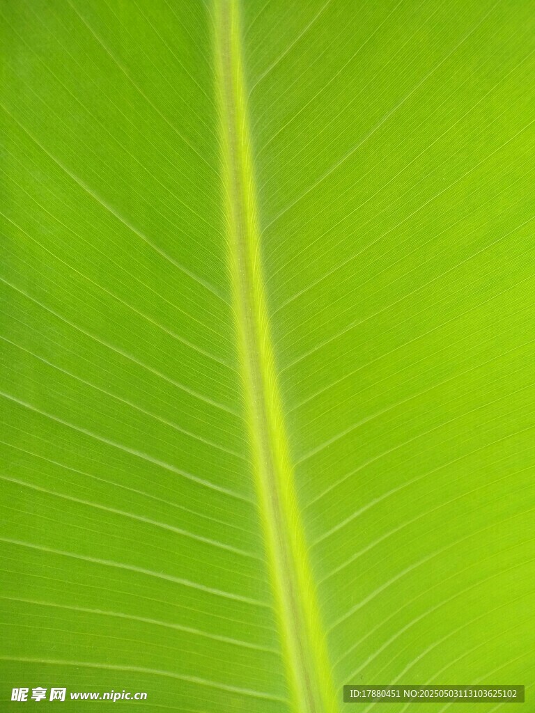 叶片