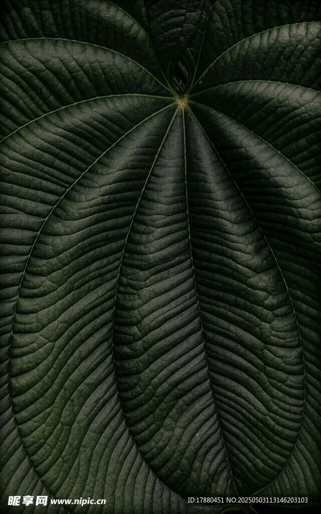 叶片
