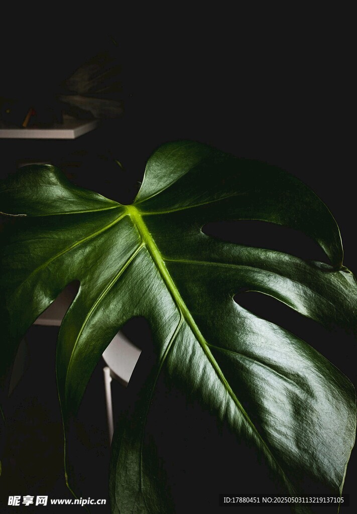 龟背竹