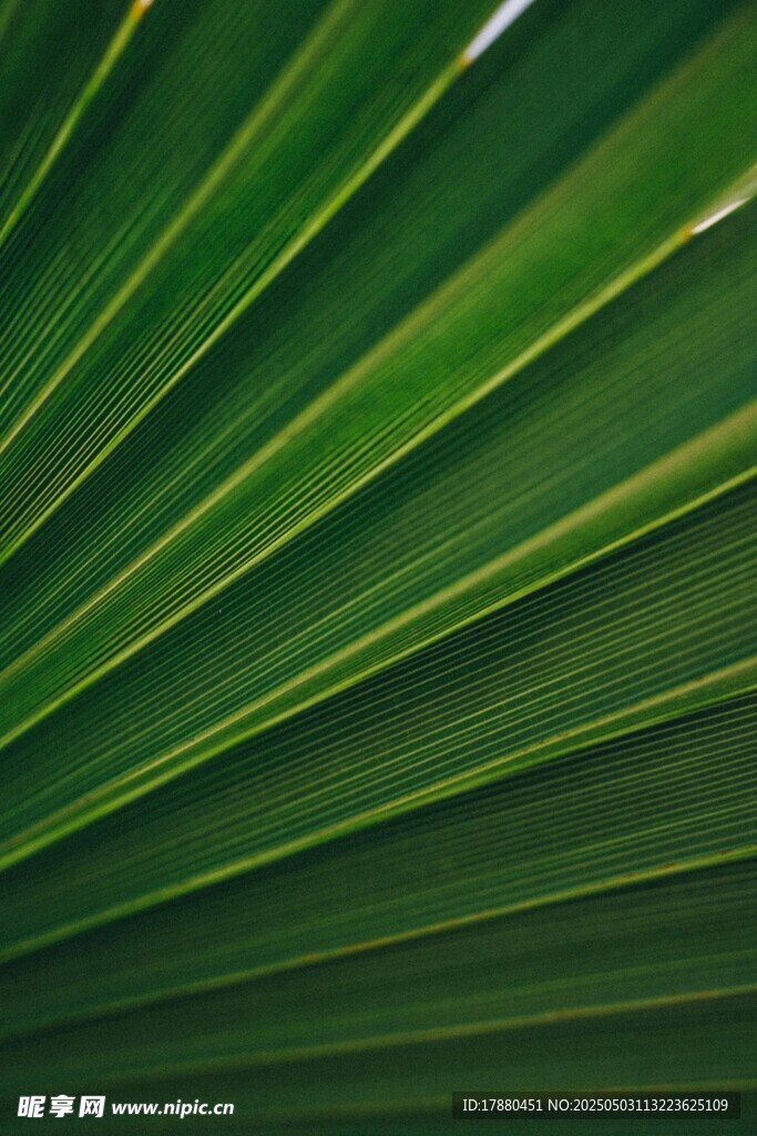 棕榈叶