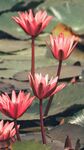 莲花