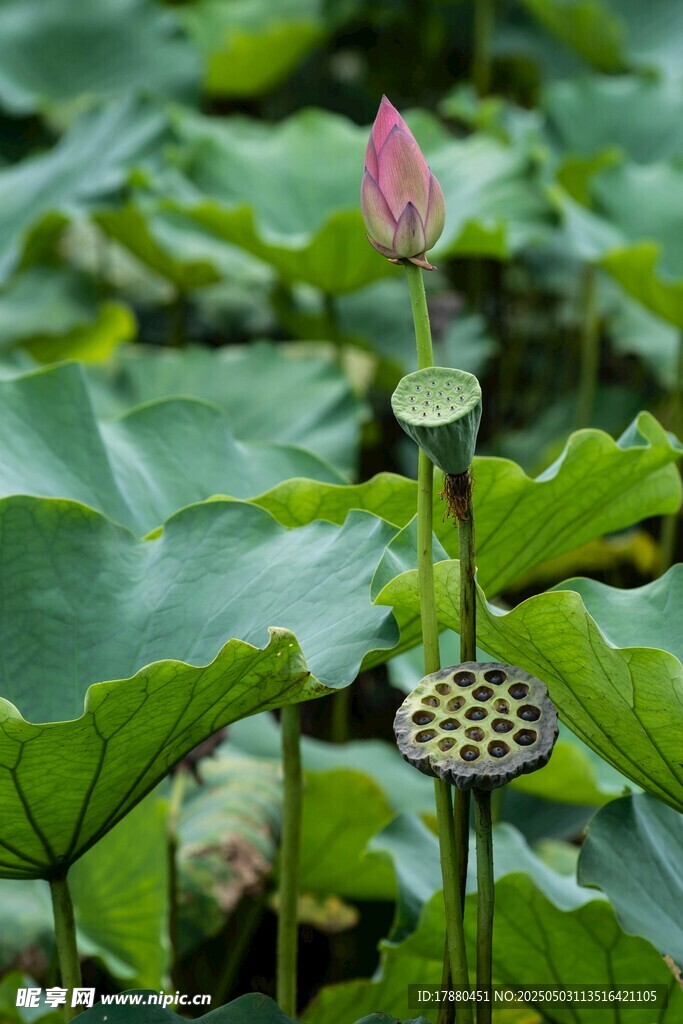 荷花