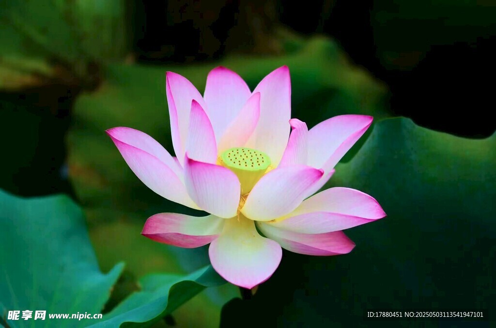 荷花