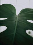 龟背竹