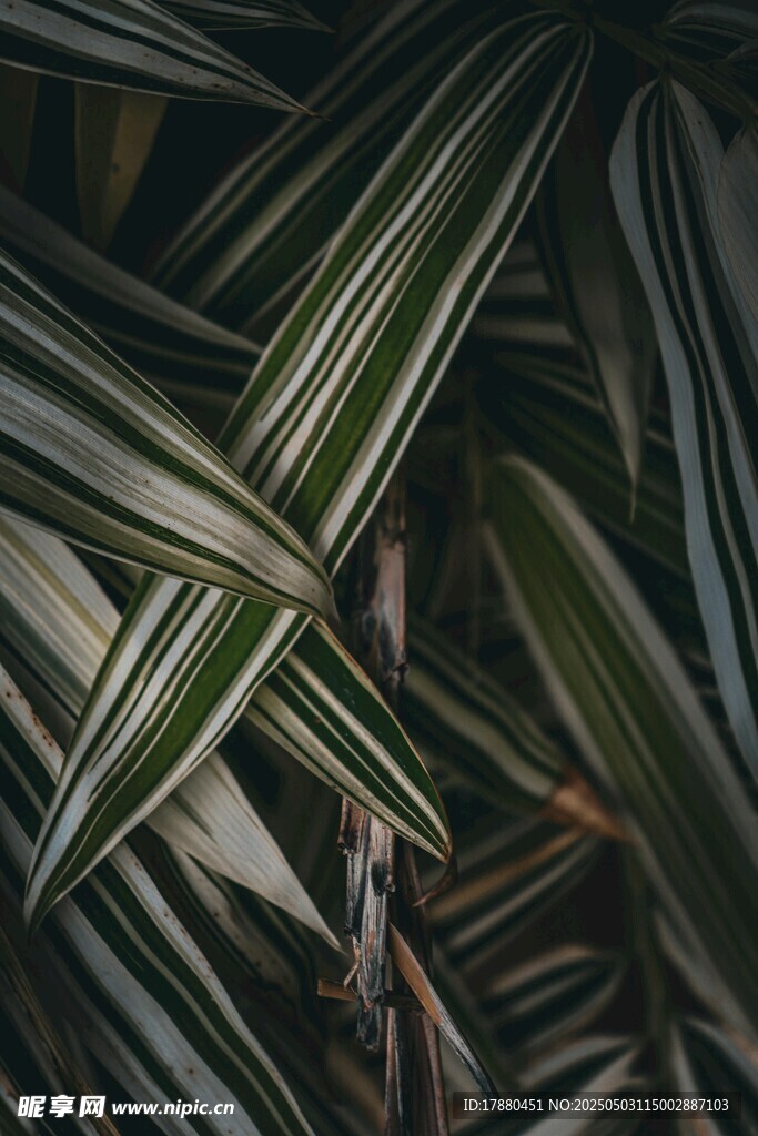 条纹叶片