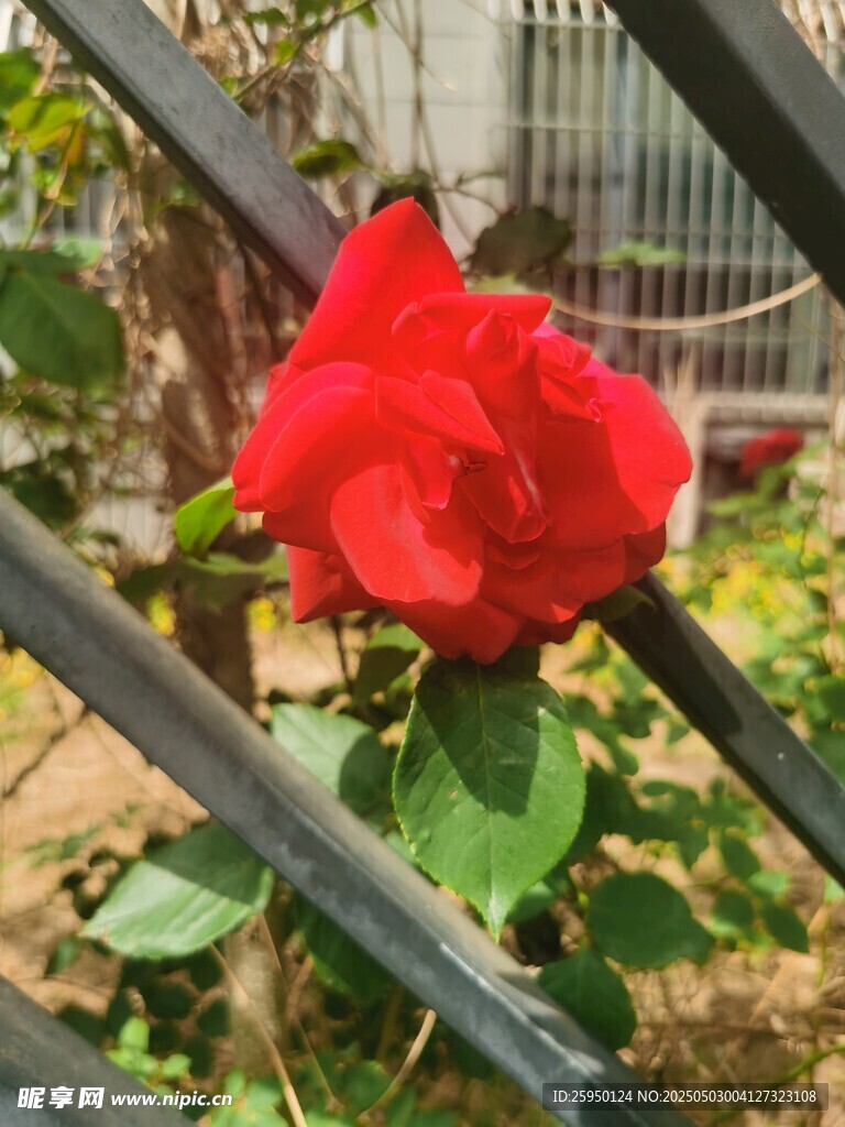 月季花