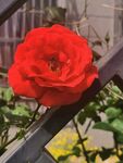 月季花