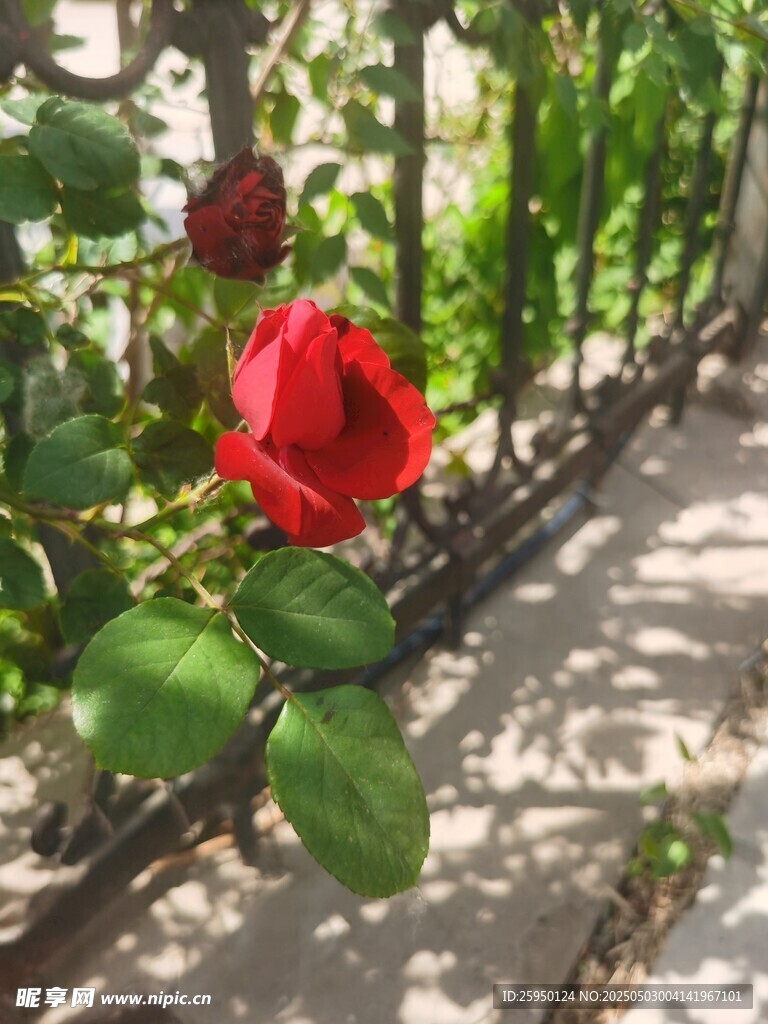 月季花