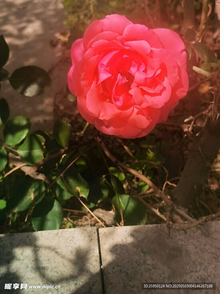 月季花