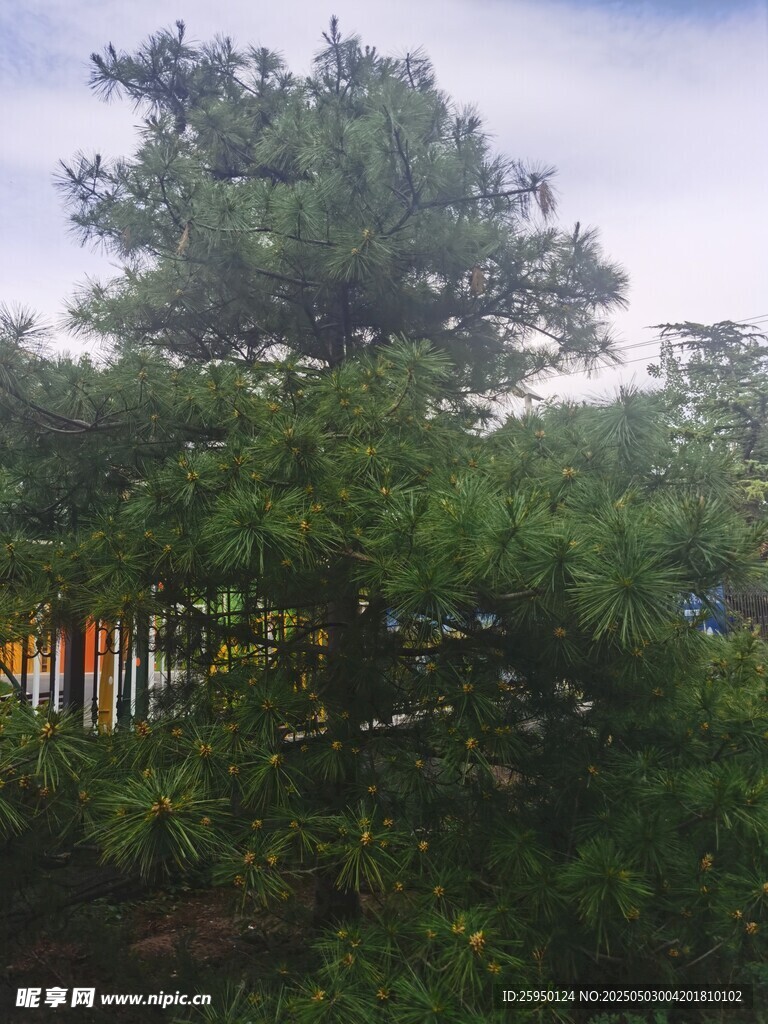 葱郁树木
