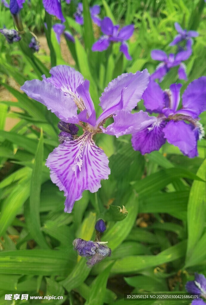 紫色鸢尾