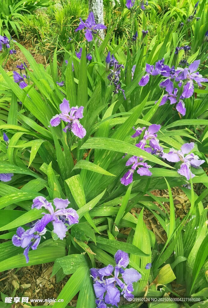 紫色鸢尾花
