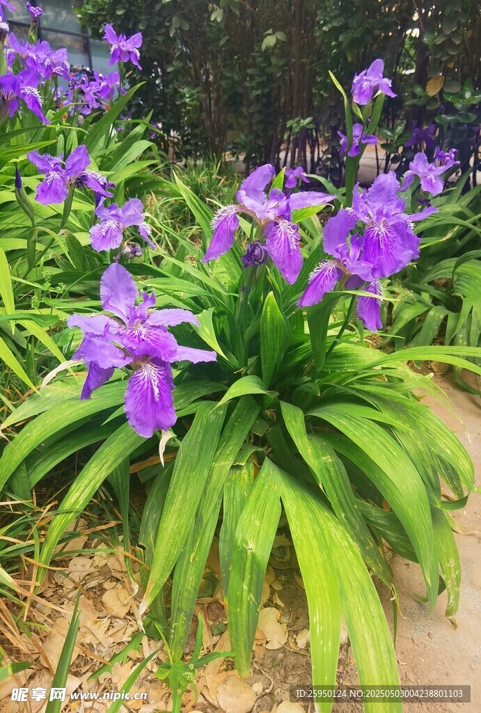紫色鸢尾