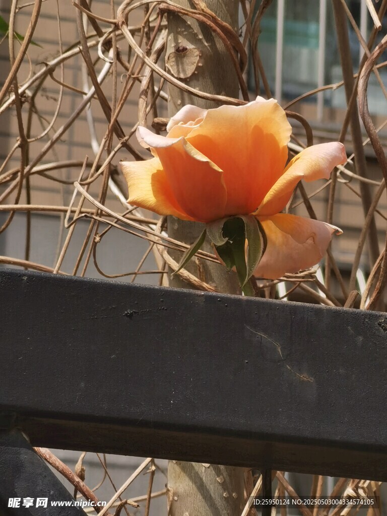 月季花