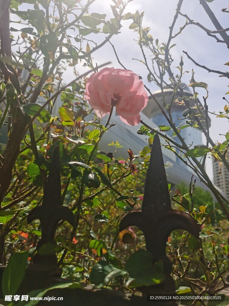 月季花