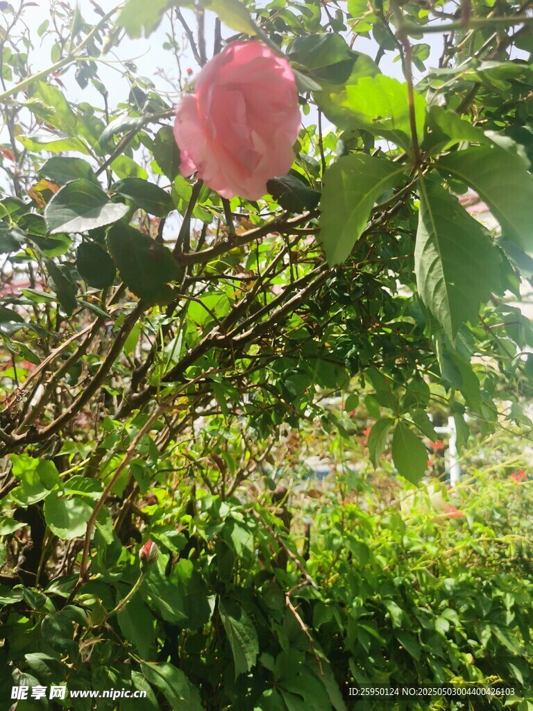 月季花