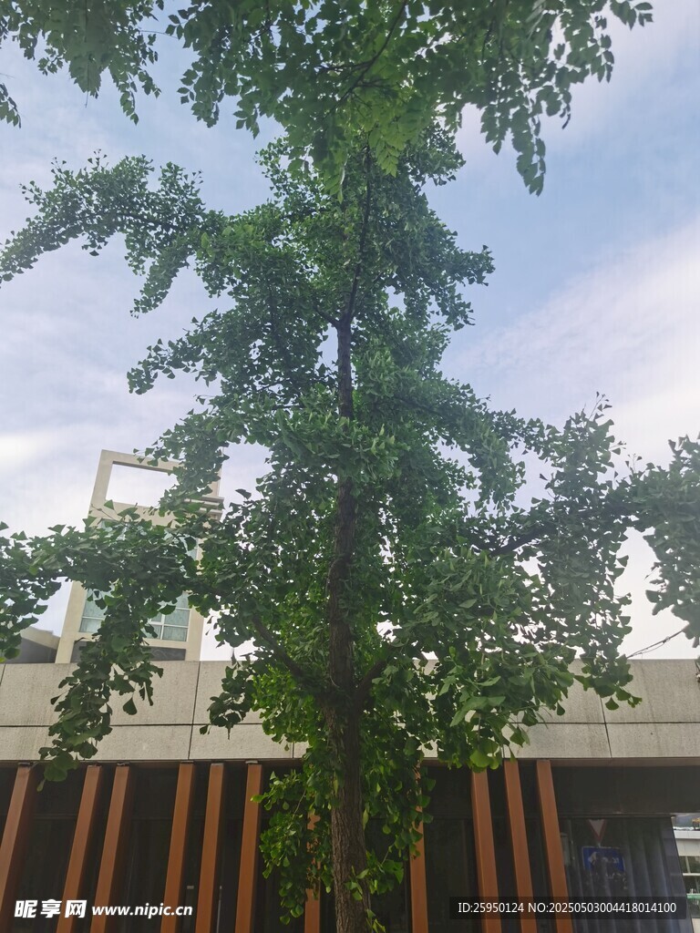 银杏树