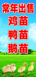 鸡苗