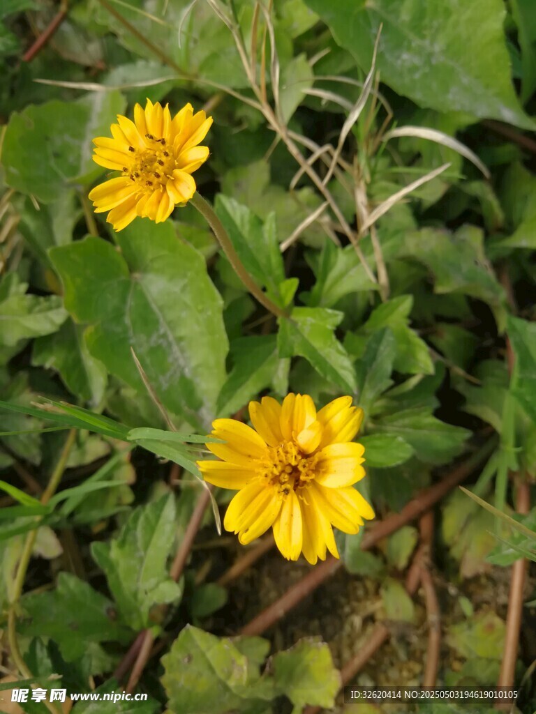 小菊花