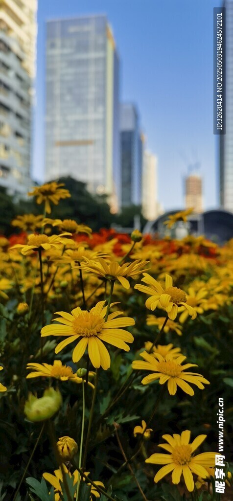 雏菊