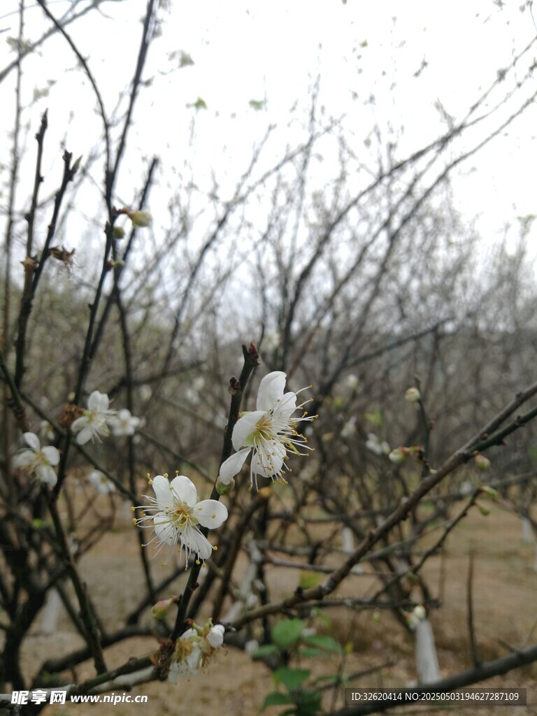 东京樱花
