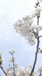 东京樱花