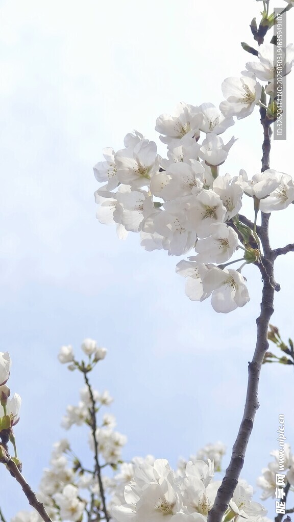 东京樱花