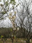东京樱花