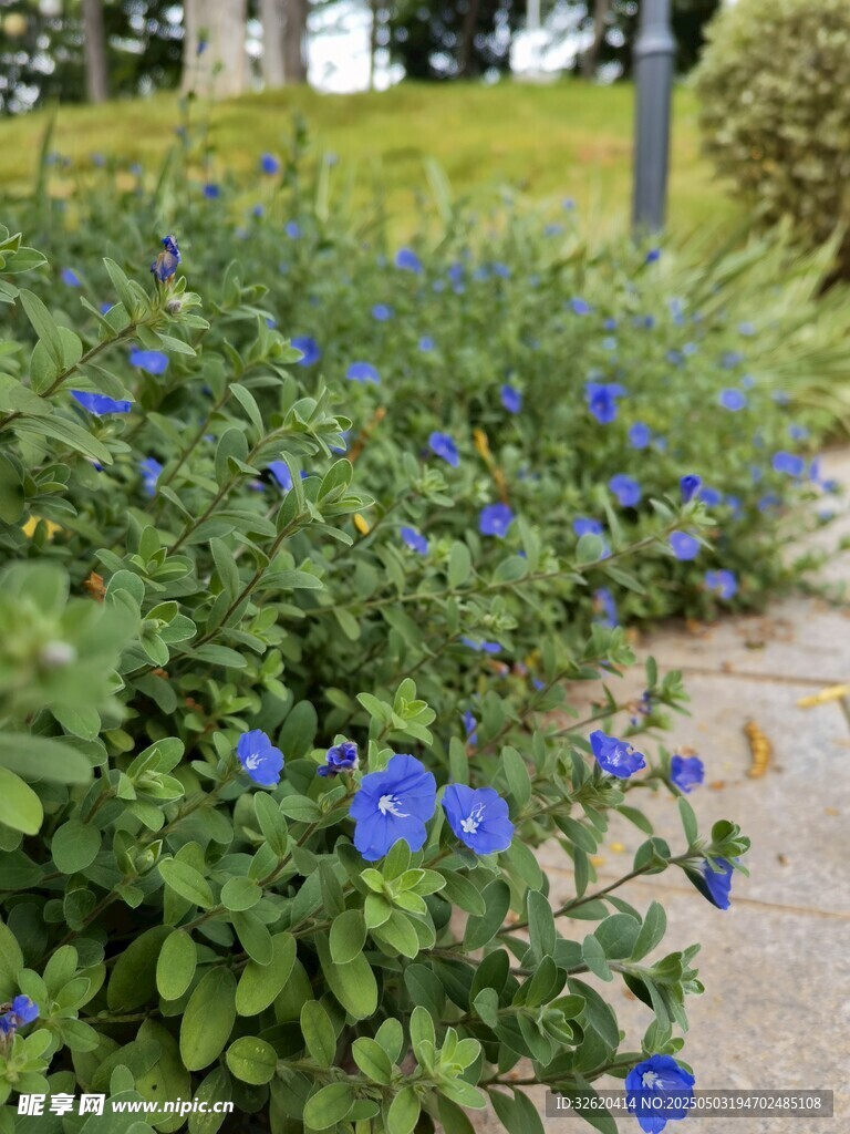 蓝星花
