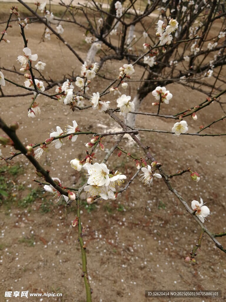 东京樱花