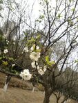 东京樱花