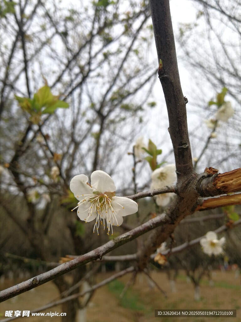 东京樱花