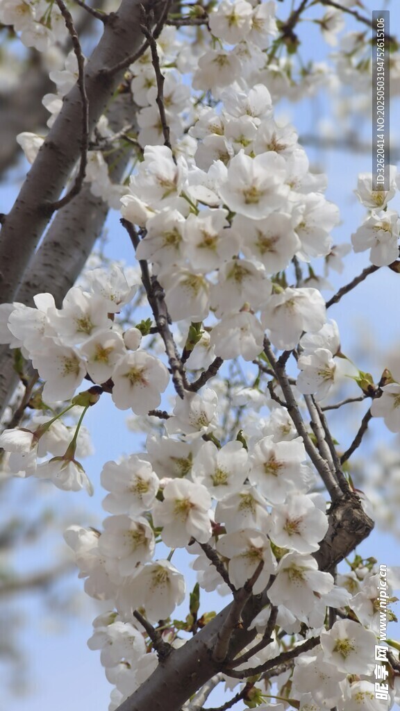 东京樱花