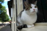 萌猫