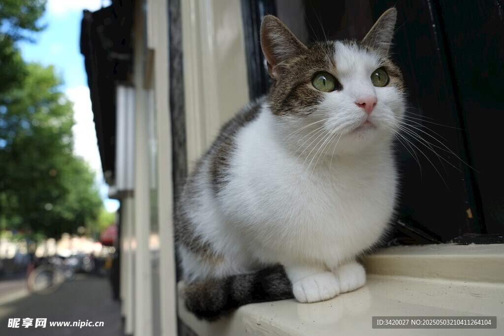 萌猫