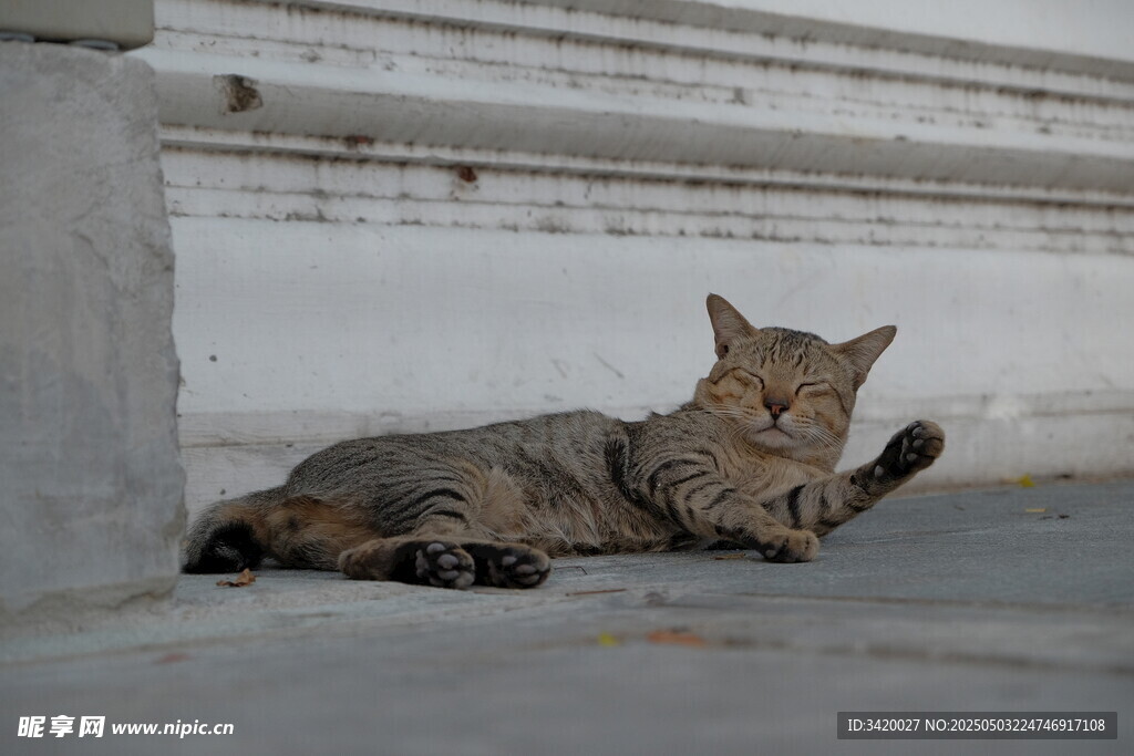 狸花猫