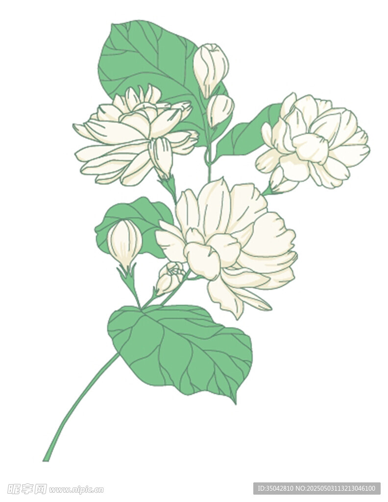 荷花