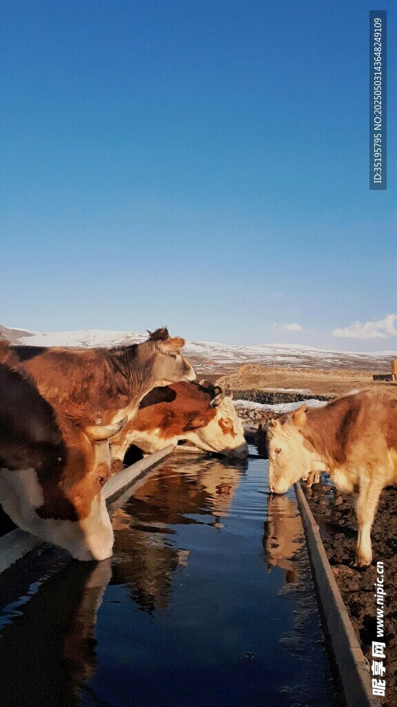 河畔牛群饮水美好景象