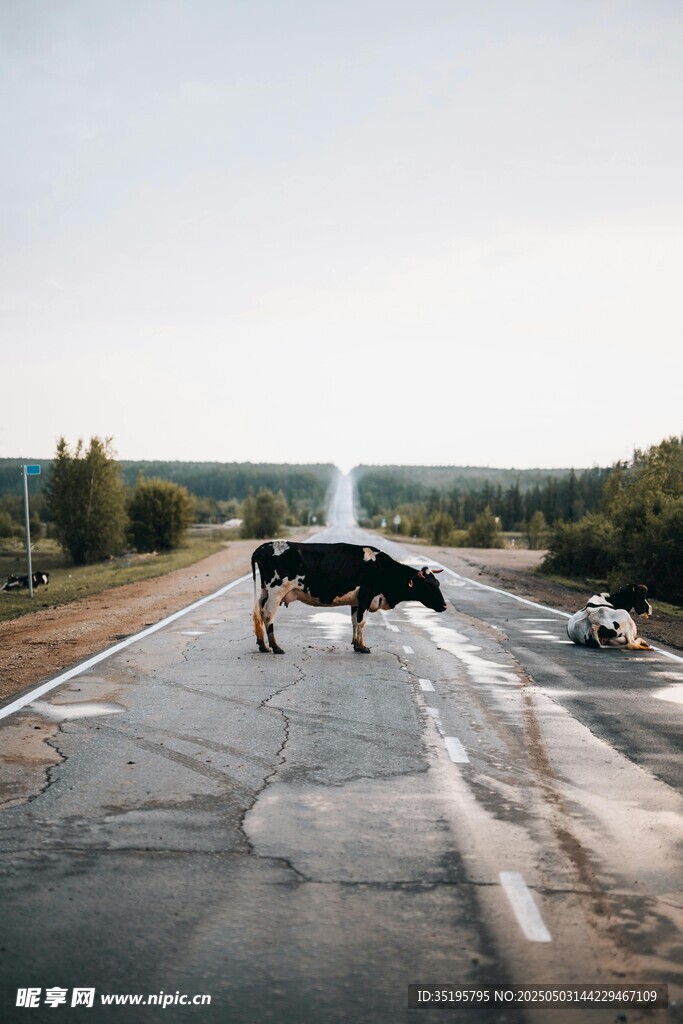 公路上牛群与行人的场景