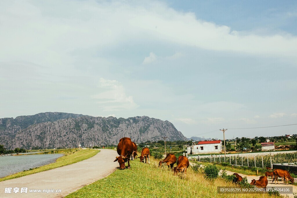 乡村牧场景色如画
