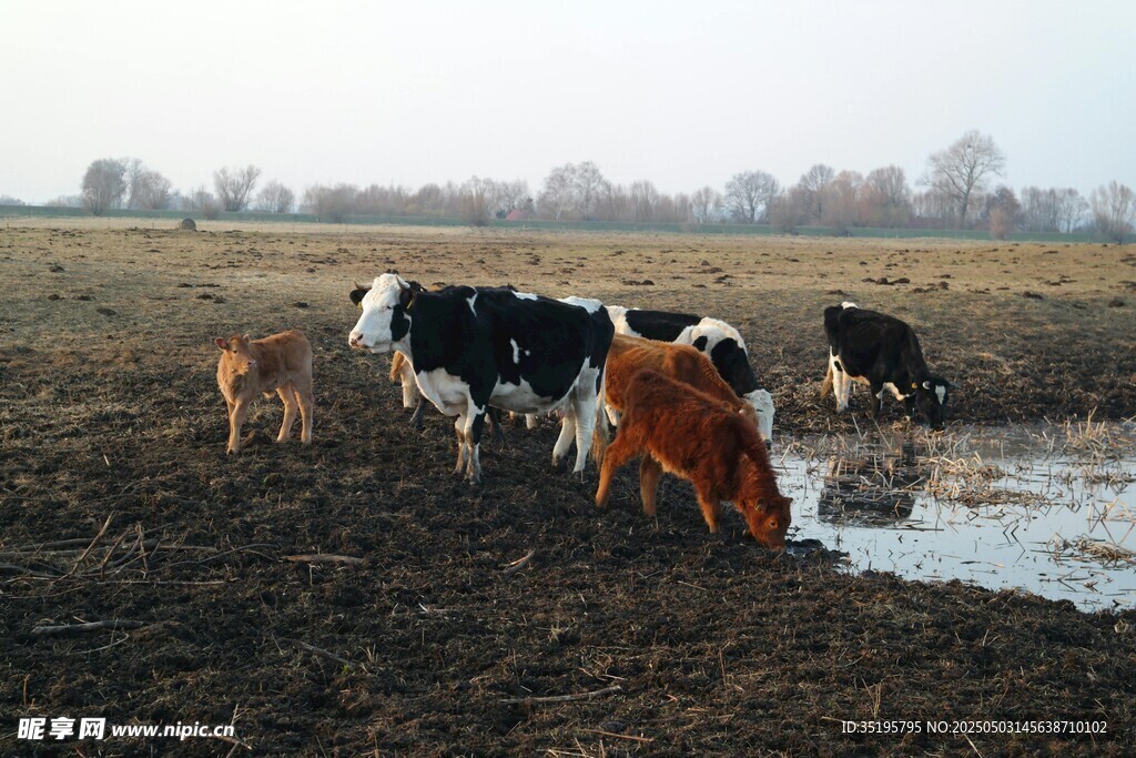 田野中饮水的几头奶牛