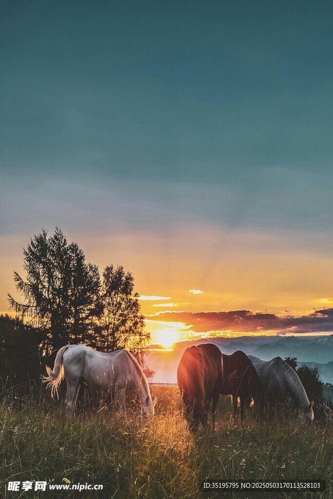 夕阳下的马群与树木美景